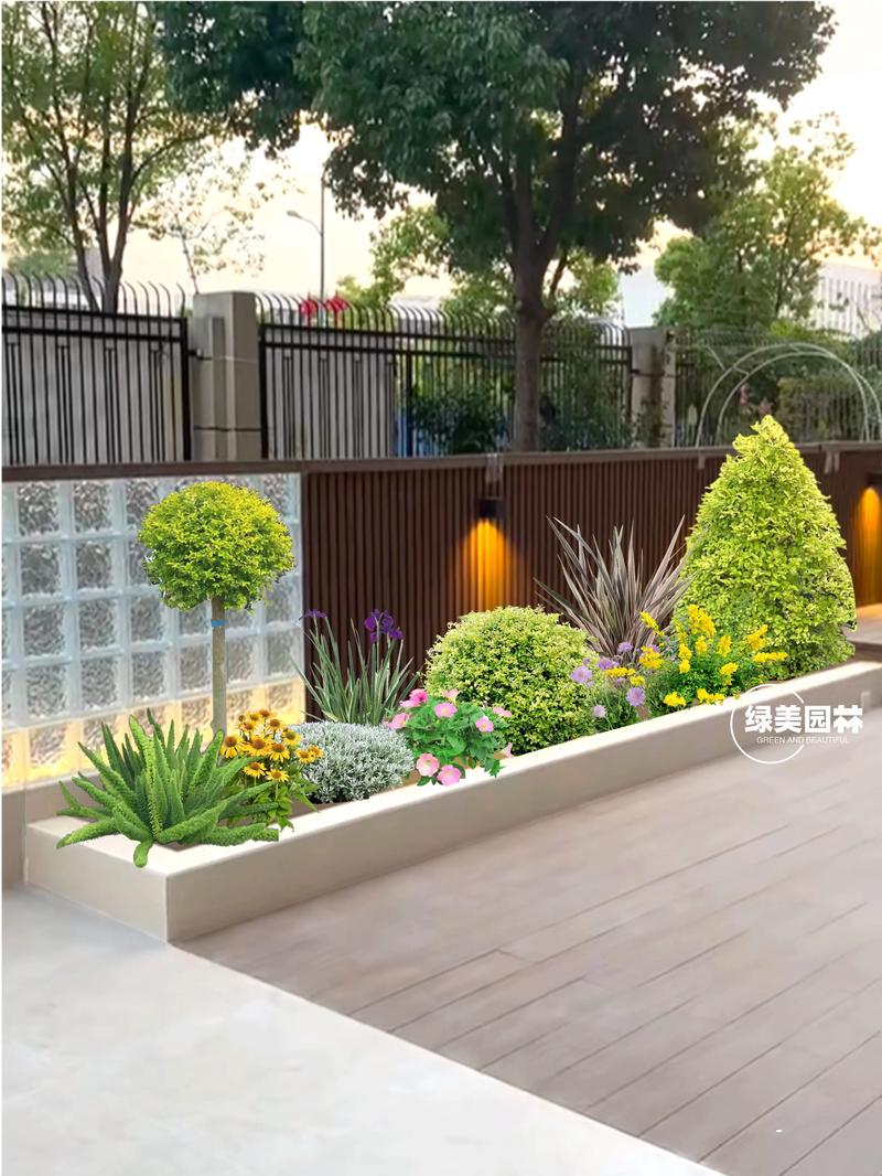 小雏菊搭配方案:与这些花组合,打造阳台与庭院花境 品种基础档案:小雏菊的关键参数
