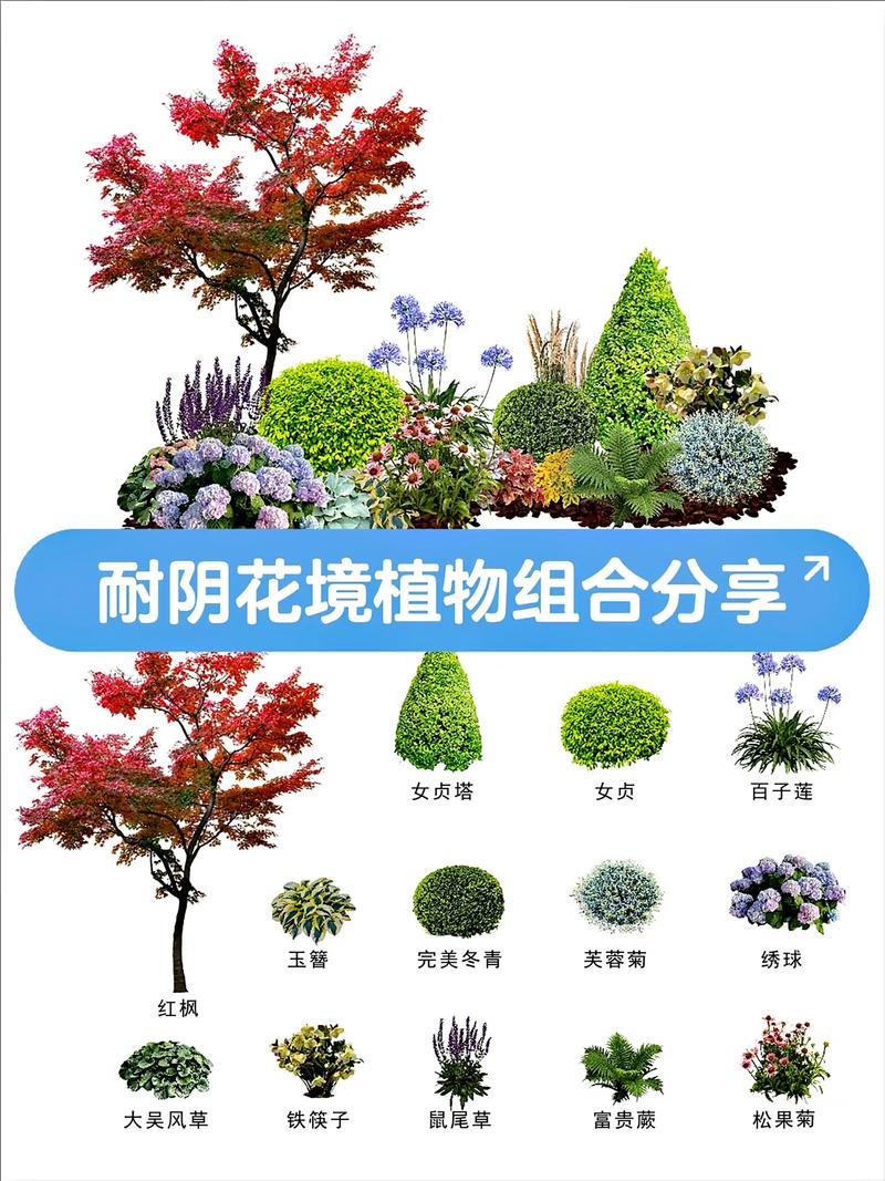 小雏菊搭配方案:与这些花组合,打造阳台与庭院花境 盆栽/地栽选择决策