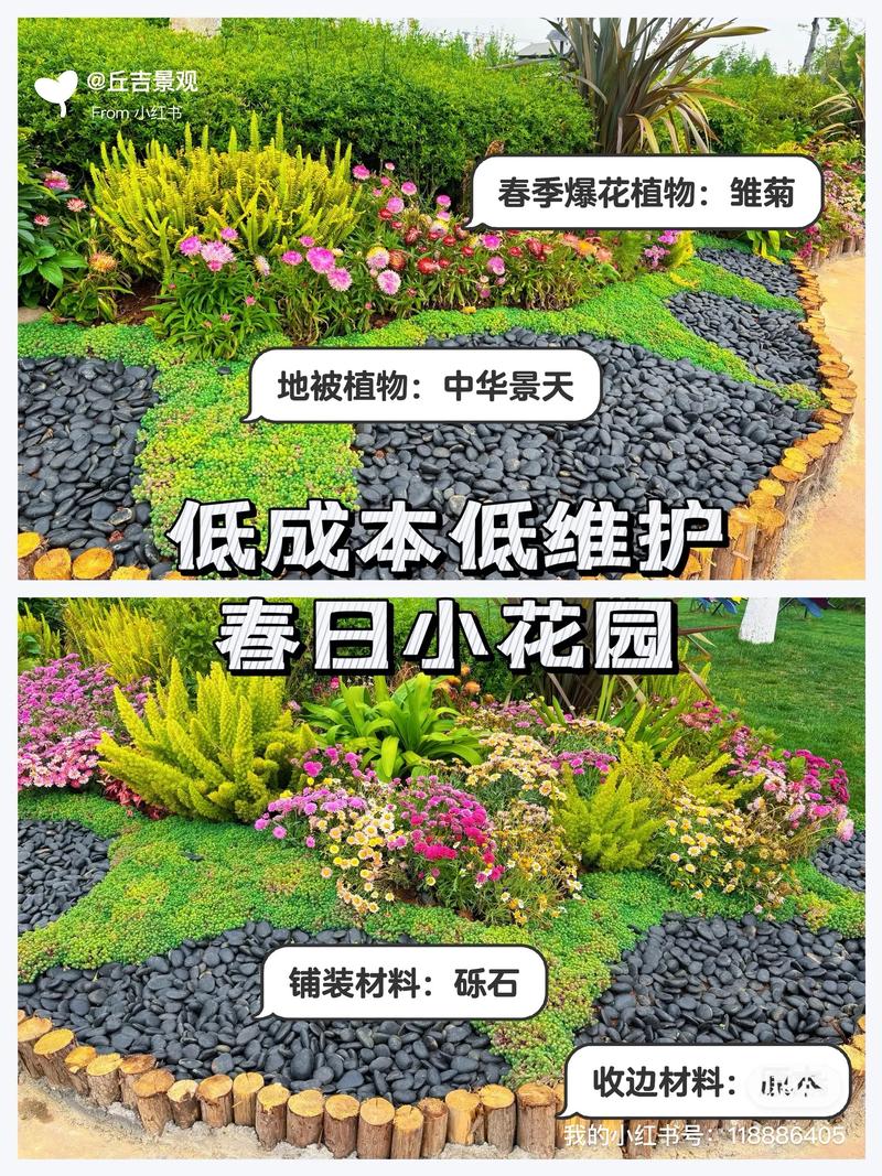 小雏菊搭配方案:与这些花组合,打造阳台与庭院花境 FAQ:小雏菊搭配常见问题解答
