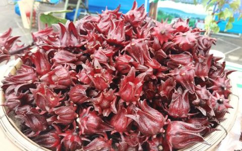 玫瑰茄是什么植物？植物百科详解