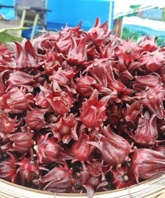 玫瑰茄是什么植物？植物百科详解