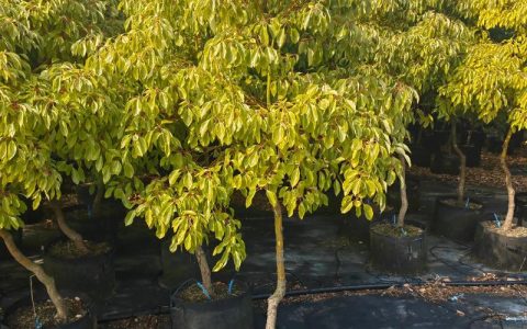 大门口种香樟树好不好？科学评估与庭院种植全指南