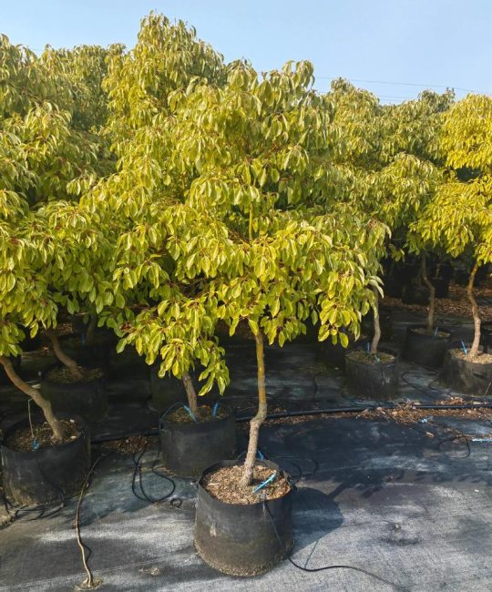 大门口种香樟树好不好？科学评估与庭院种植全指南