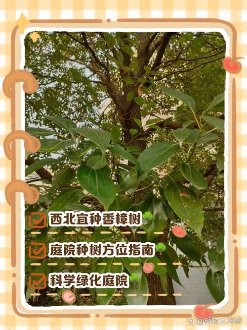 大门口种香樟树好不好?科学评估与庭院种植全指南 香樟树的树形与遮荫能力评估