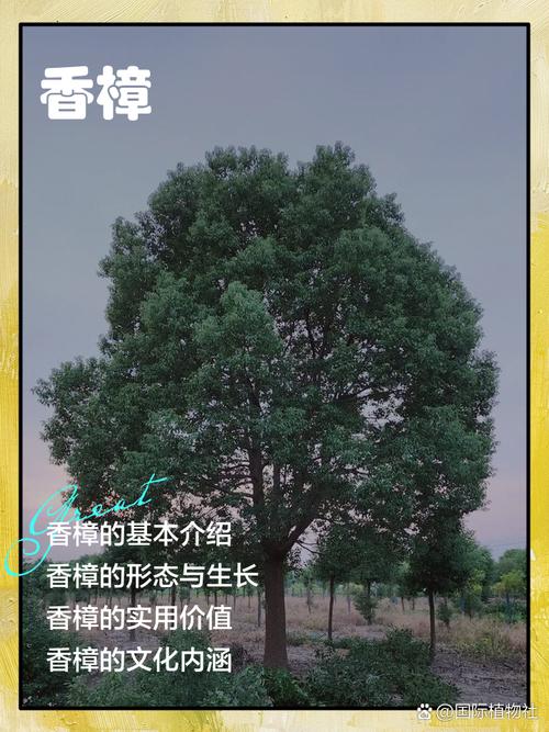 大门口种香樟树好不好?科学评估与庭院种植全指南 全冠移栽技术详解