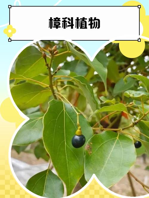 大门口种香樟树好不好?科学评估与庭院种植全指南 支撑固定系统方案