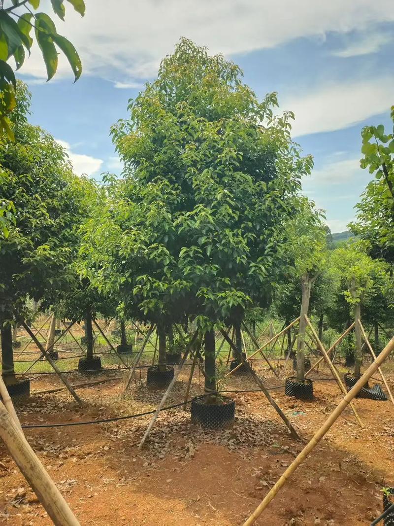 大门口种香樟树好不好?科学评估与庭院种植全指南 大门口种植的安全间距与根系评估