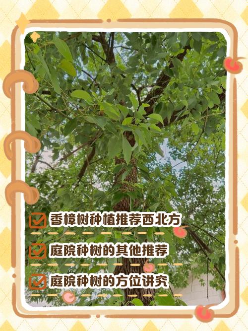 大门口种香樟树好不好?科学评估与庭院种植全指南 常见问题与跨区域建议