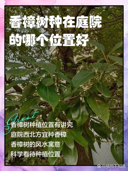 大门口种香樟树好不好?科学评估与庭院种植全指南 修剪与长期管理