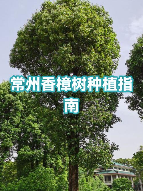 大门口种香樟树好不好?科学评估与庭院种植全指南 民间文化寓意解读