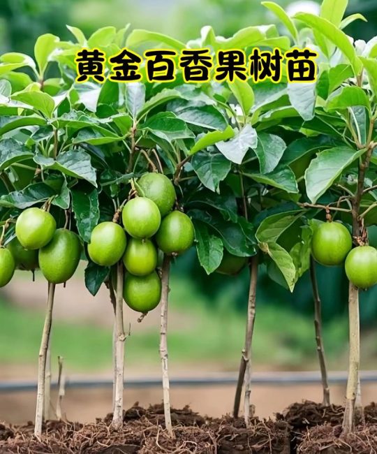 刚买的果树苗怎么种成活率高？掌握这7个环节，成活率超95%