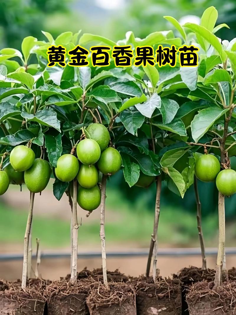 刚买的果树苗怎么种成活率高?掌握这7个环节,成活率超95% 1. 选择最佳种植时间,避开高风险期