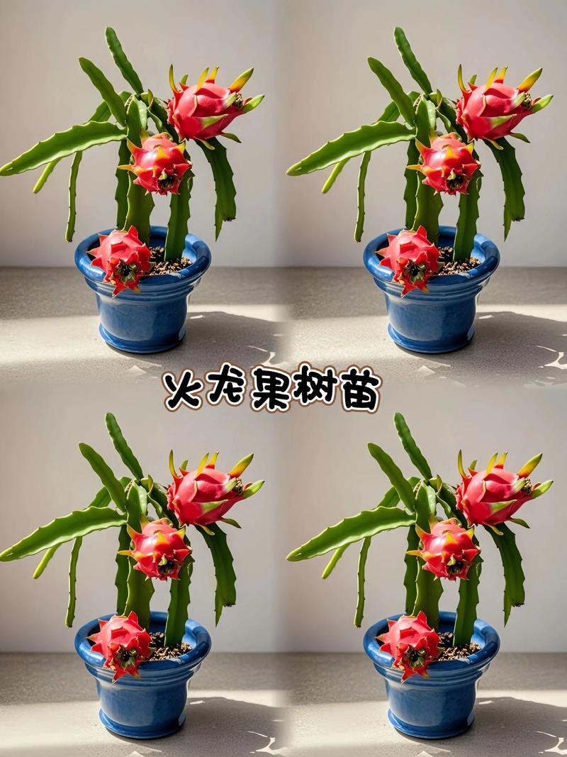 刚买的果树苗怎么种成活率高?掌握这7个环节,成活率超95% 6. 缓苗管理:前期遮阴、适控水分、判断成活