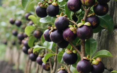 山竹苗长什么样子？藤黄科藤黄属植物详解