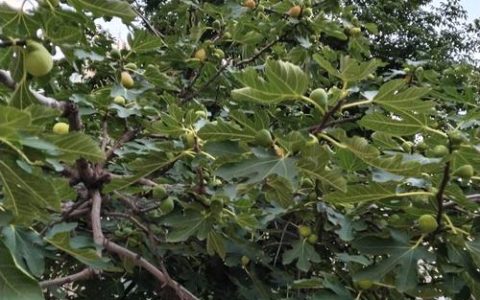 无花果产地是哪里？2026年无花果品种选择、适种区域与种植指南