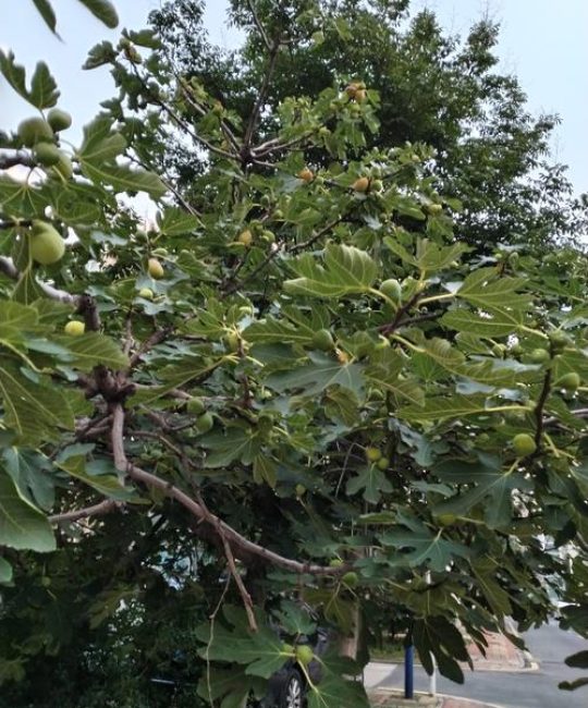 无花果产地是哪里？2026年无花果品种选择、适种区域与种植指南