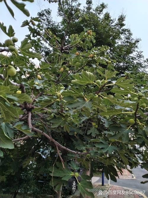 无花果产地是哪里？2026年无花果品种选择、适种区域与种植指南