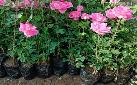 南阳月季花苗批发基地选择指南：如何识别优质苗圃与规避风险