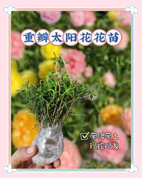 重瓣太阳花怎么留种子?从授粉到采收的完整指南 总结