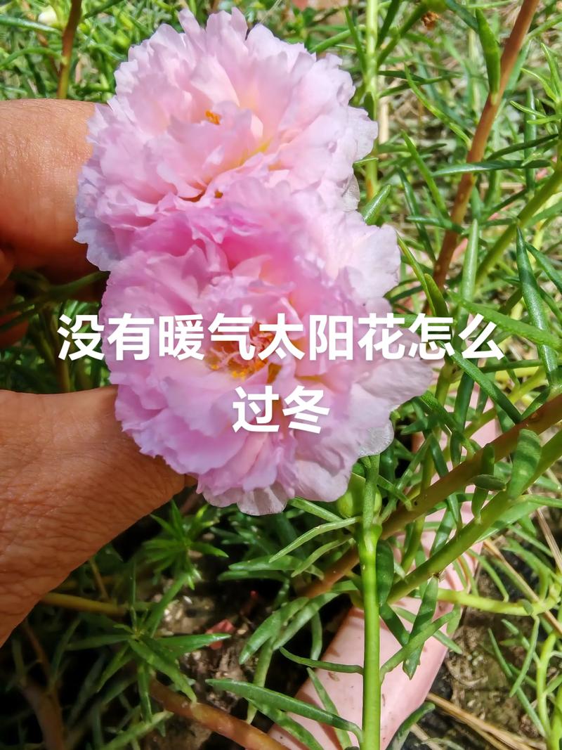 重瓣太阳花怎么留种子?从授粉到采收的完整指南 常见误区与纠正