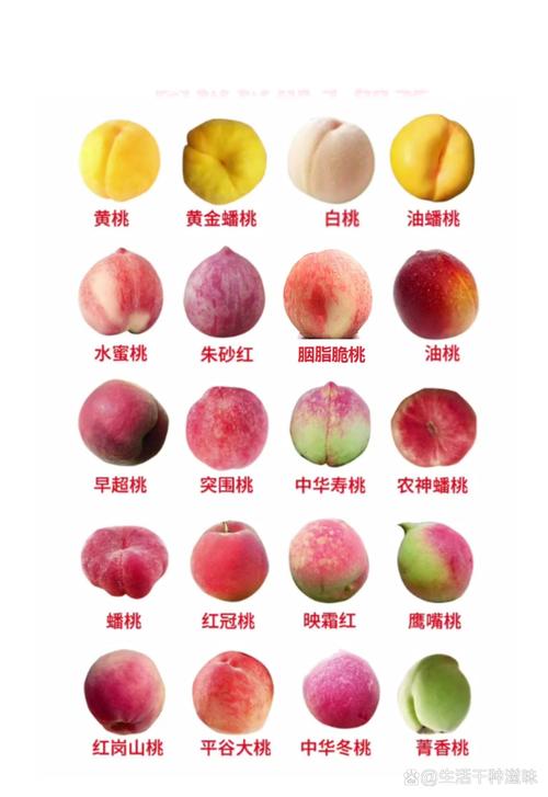 晚熟桃品种对比:中华寿桃、映霜红与金秋红蜜怎么选? 二、六维度对比表格