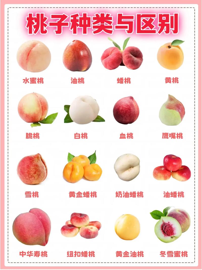 晚熟桃品种对比:中华寿桃、映霜红与金秋红蜜怎么选? 三、维度差异逻辑解释