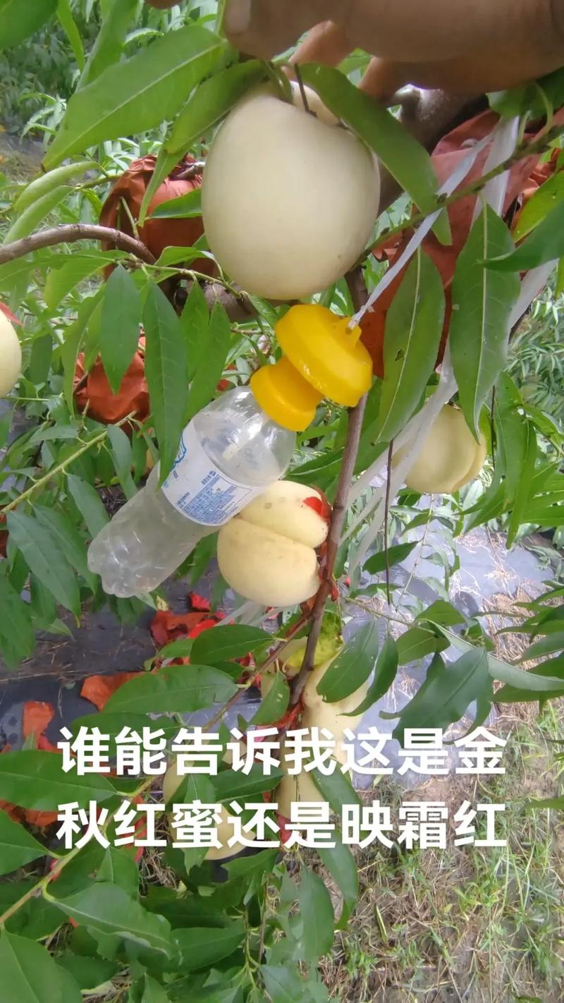 晚熟桃品种对比:中华寿桃、映霜红与金秋红蜜怎么选? 四、场景化选择建议