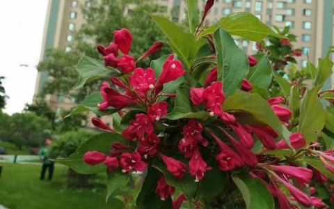 红王子锦带花耐寒吗？南北方种植数据与越冬实操指南