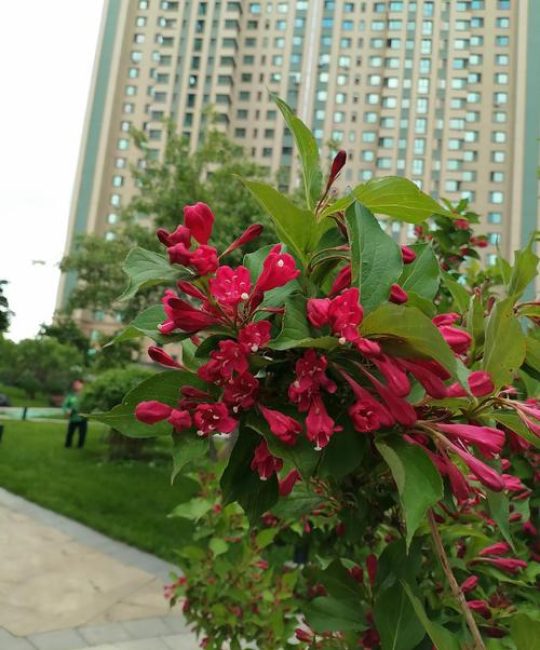 红王子锦带花耐寒吗？南北方种植数据与越冬实操指南