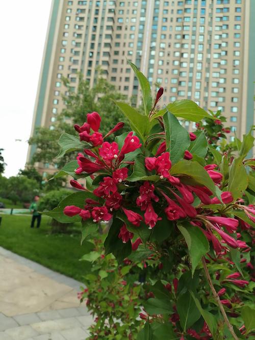 红王子锦带花耐寒吗?南北方种植数据与越冬实操指南 一、植物基本属性与分类