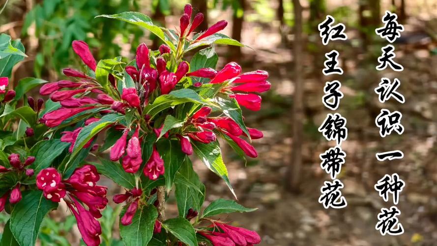 红王子锦带花耐寒吗?南北方种植数据与越冬实操指南 二、耐寒耐热指标量化分析