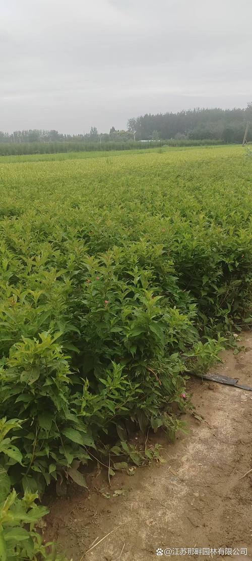 红王子锦带花耐寒吗?南北方种植数据与越冬实操指南 三、光照与水分需求分级