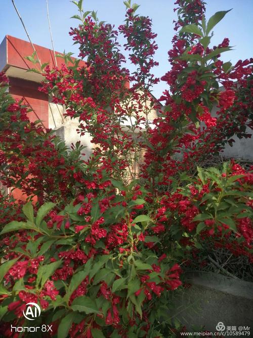 红王子锦带花耐寒吗?南北方种植数据与越冬实操指南 五、适种区域详细划分
