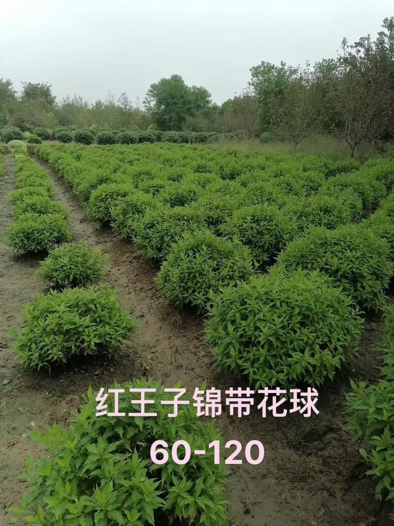 红王子锦带花耐寒吗?南北方种植数据与越冬实操指南 六、南北种植差异化建议