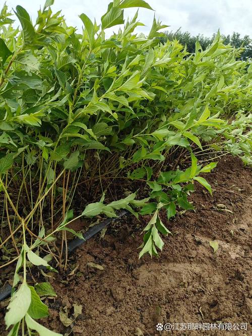 红王子锦带花耐寒吗?南北方种植数据与越冬实操指南 八、总结