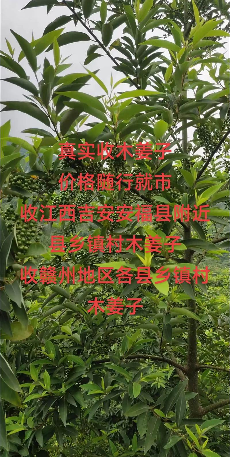 家庭园艺：如何种植木姜子？