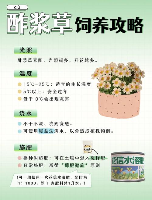 酢浆草夏天怎么养护?掌握好这几点,安全度夏并不难 修剪:清理枯叶,但不要剪掉球根