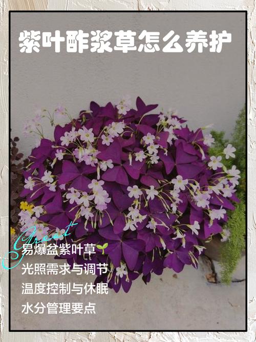 酢浆草夏天怎么养护?掌握好这几点,安全度夏并不难 换盆/分株:秋季凉爽时再进行