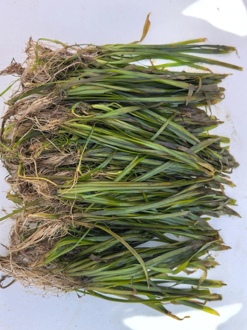 哪里有水生植物批发?供应商甄别与评估全流程 明确采购需求并初步筛选候选渠道
