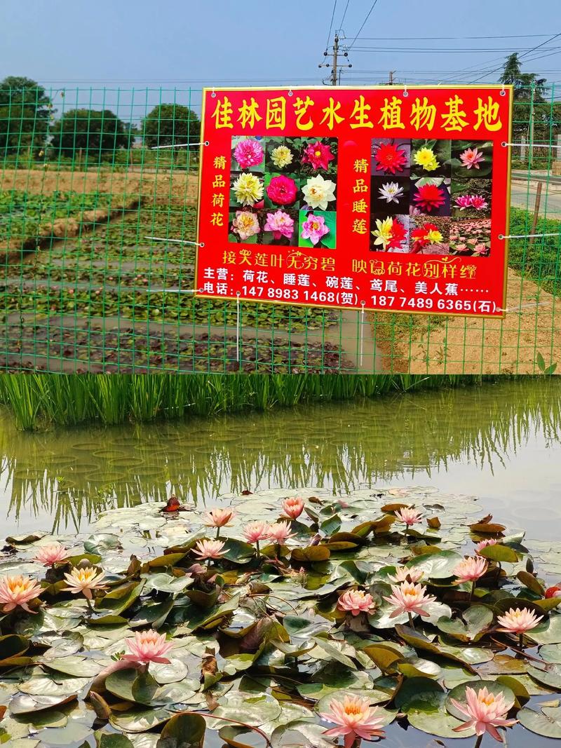哪里有水生植物批发?供应商甄别与评估全流程 根系状态评估与运输装车方案核查