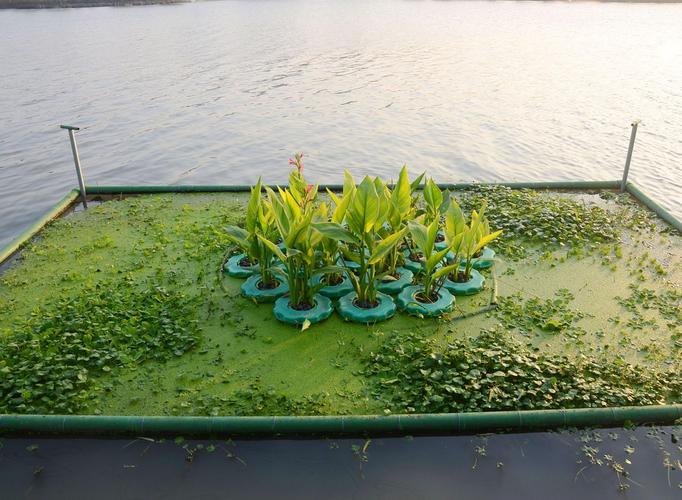 哪里有水生植物批发?供应商甄别与评估全流程 常见误区与风险案例