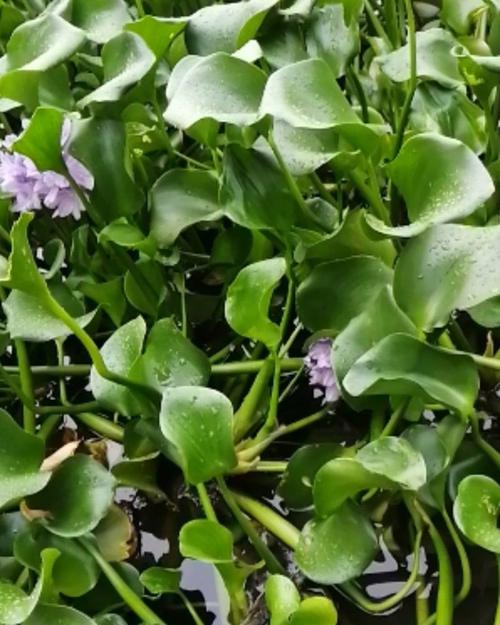 哪里有水生植物批发?供应商甄别与评估全流程 FAQ