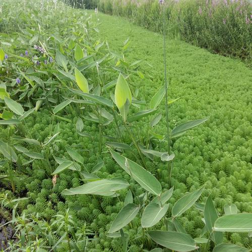 哪里有水生植物批发?供应商甄别与评估全流程 总结