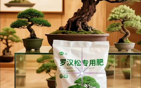 刚栽的罗汉松什么时候用肥？新手必读的施肥时机与技巧
