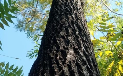 胡桃木与核桃木哪个贵？种植黑核桃树获取高价木材的全攻略