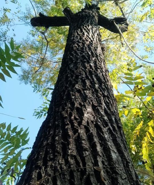 胡桃木与核桃木哪个贵？种植黑核桃树获取高价木材的全攻略