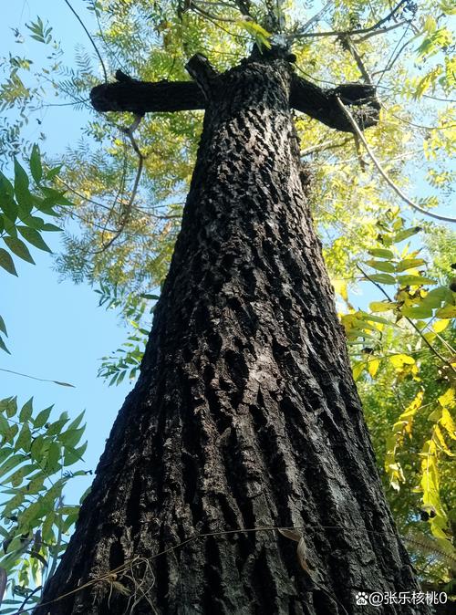 胡桃木与核桃木哪个贵?种植黑核桃树获取高价木材的全攻略 胡桃木(黑胡桃)比核桃木贵,贵在纹理与稀缺性