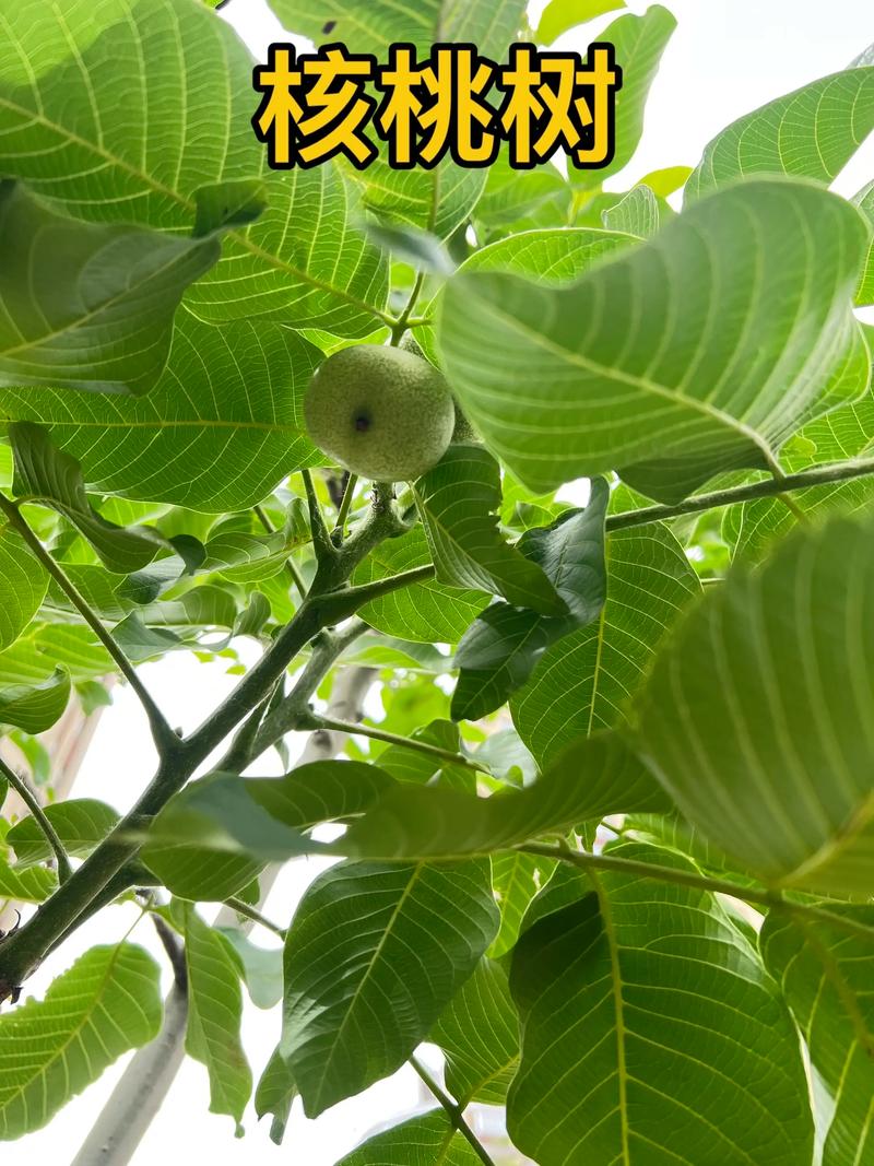 胡桃木与核桃木哪个贵?种植黑核桃树获取高价木材的全攻略 适种气候与地区:黑胡桃适合年均温10-18°C、年降水量700-1200mm的地区