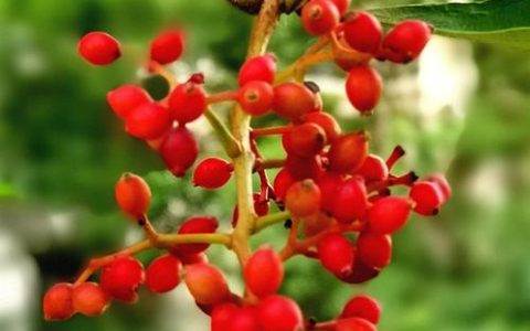 珊瑚绿篱是什么植物？一文读懂珊瑚树的特征、养护与绿篱应用