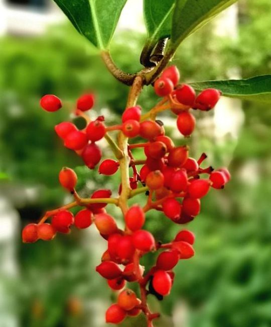 珊瑚绿篱是什么植物？一文读懂珊瑚树的特征、养护与绿篱应用